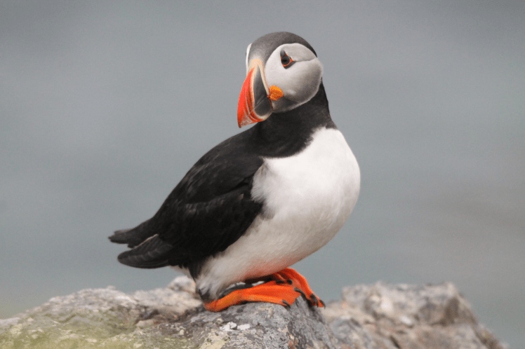 puffin
