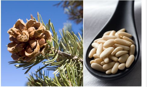 pine nuts