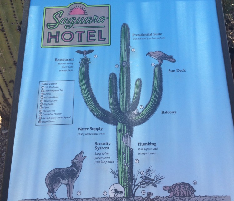 Saguaro hotel