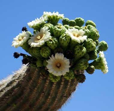 saguaroflowersFlickr