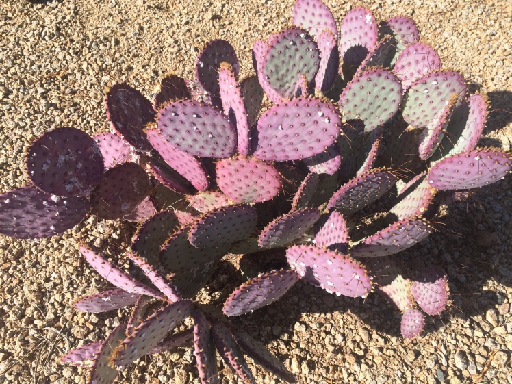 Purple prickly pear cactus