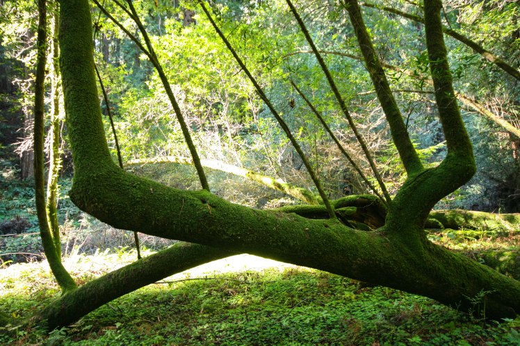 Muir Woods 12