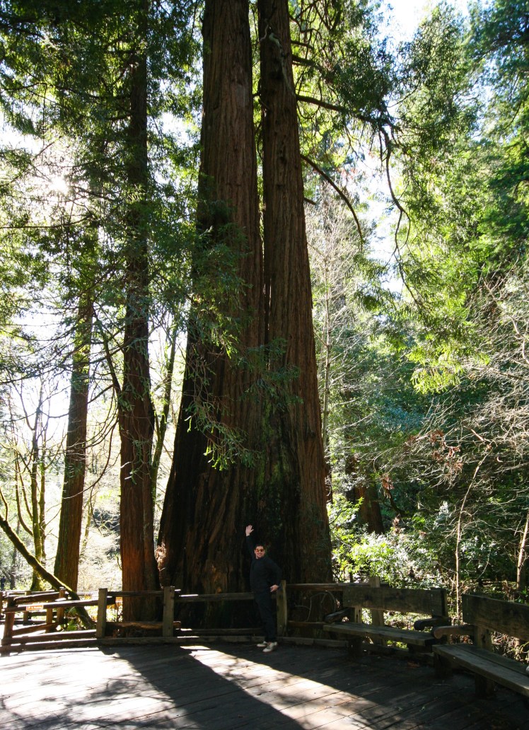 Muir Woods 1