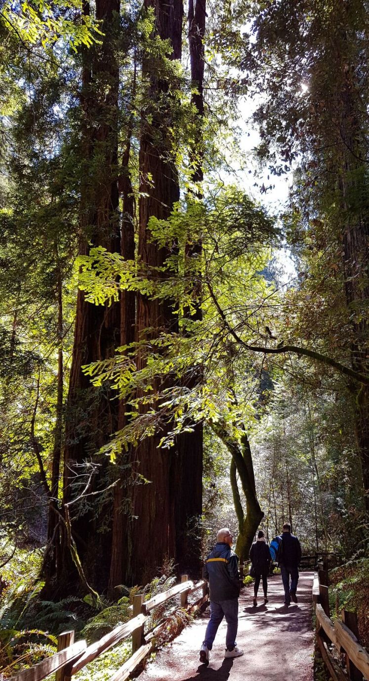 Muir Woods 2