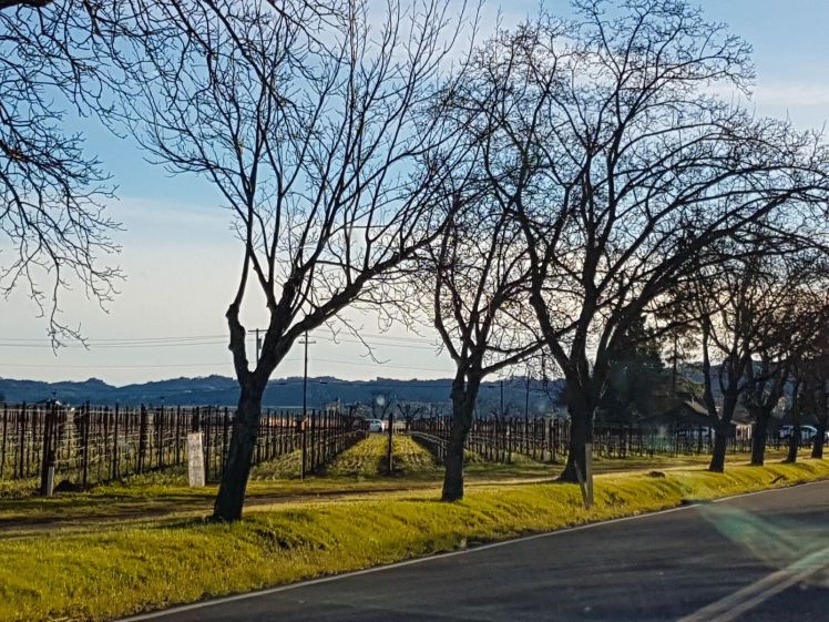 Napa Valley 2