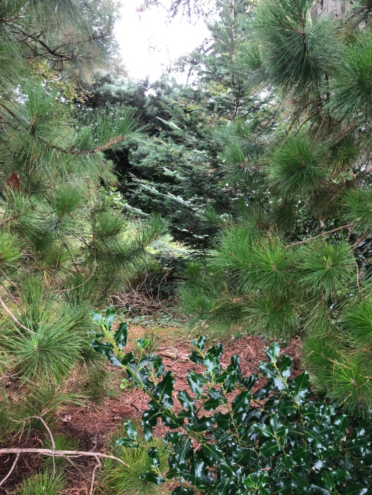 ashford golf course-40 sahdes of green