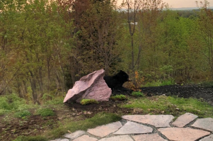 Unexpected visitor...