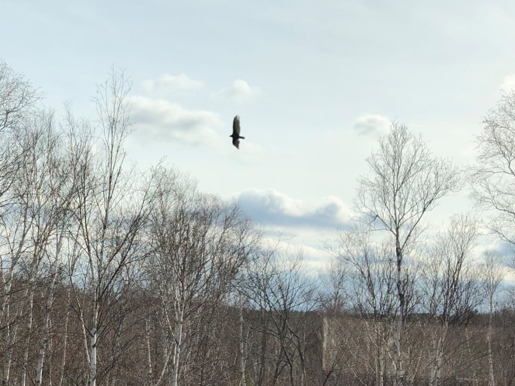 will we ever fly again