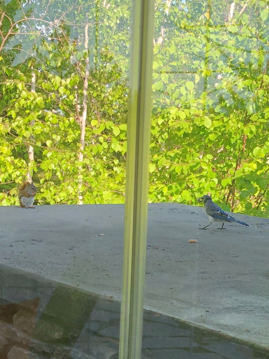 squirrel and blue jay (2)