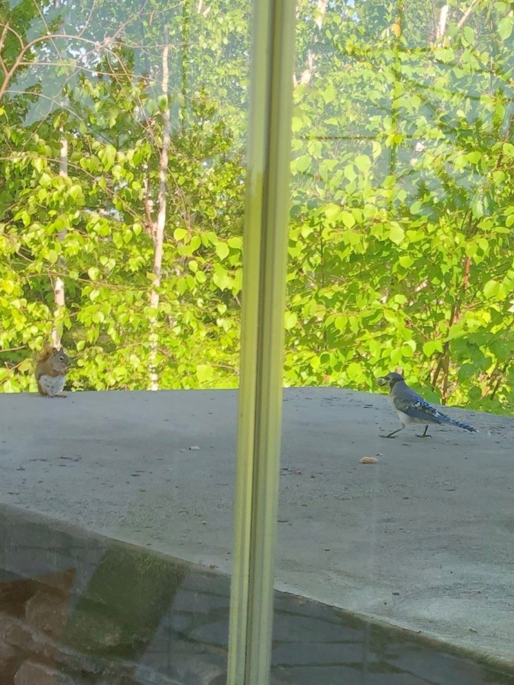 squirrel and blue jay (2)